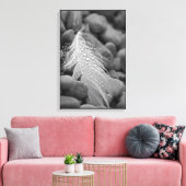 シンプル白黒羽羽毛水滴 キャンバスプリント (インサイチュ (リビング))