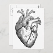 シンプル白黒解剖ハートイラストレーション ポストカード (正面/裏面)