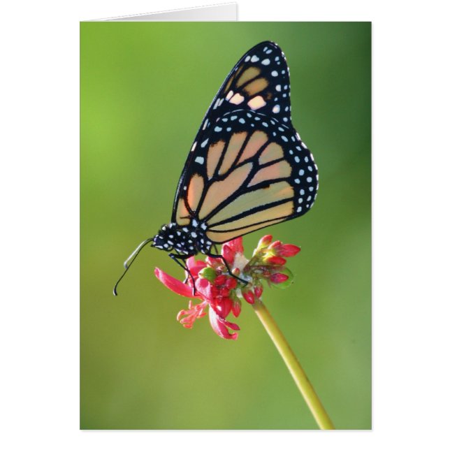 シンプル (正面)