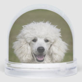 シンプル カスタム プードル 犬 写真 (裏面)