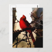 シンボルや象徴春 ポストカード (正面/裏面)