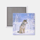 シンリンオオカミ 雪に座る, Canis lupus, マグネット (正面/裏面)