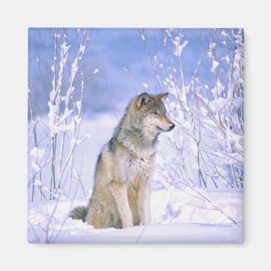シンリンオオカミ 雪に座る, Canis lupus, マグネット (正面)