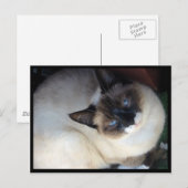 シヴァ ザ スノーシュー ポストカード (正面/裏面)