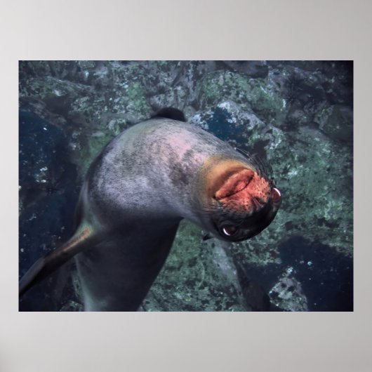 シーよくはしゃぐライオン ポスター (正面)