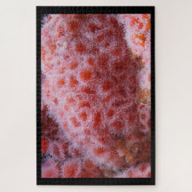 シーアネノームパステルピンク