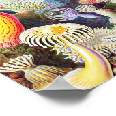 シーアネモネスイラストレーションバイエルンストヘイケル ポスター (角)