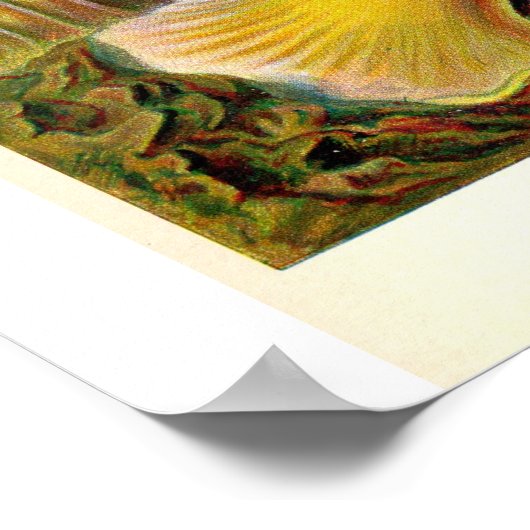 シーアネモネスヴィンテージイラストレーション ポスター (角)