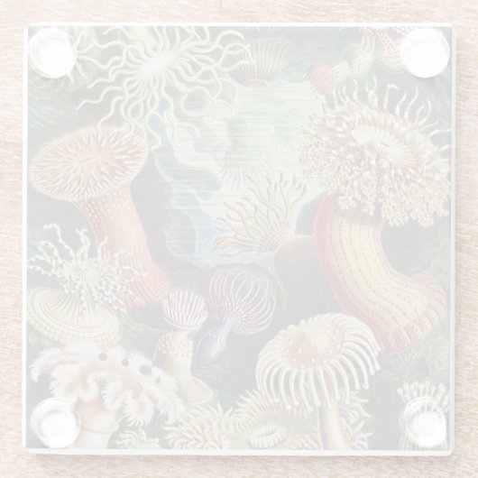 シーアネモネス、アクチニア·シーアネモネン·アーンスト·ヘッケル ガラスコースター (裏面)