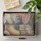 シーアネモネス、アクチニア·シーアネモネン·アーンスト·ヘッケル 薄葉紙 (ギフト)