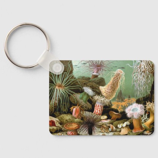 シーアネモネス、ヴィンテージ海洋生物海動物 キーホルダー (裏面)