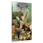 シーアネモネス、ヴィンテージ海洋生物海動物 クリップボード (右)