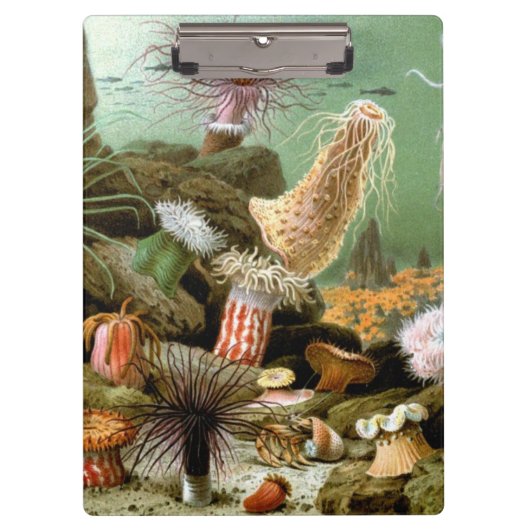 シーアネモネス、ヴィンテージ海洋生物海動物 クリップボード (正面)