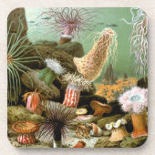 シーアネモネス、ヴィンテージ海洋生物海動物 コースター (正面)