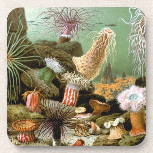 シーアネモネス、ヴィンテージ海洋生物海動物 コースター (正面)