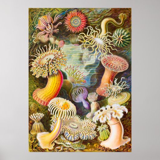 シーアネモネス， 1904年by Haeckel ポスター (正面)