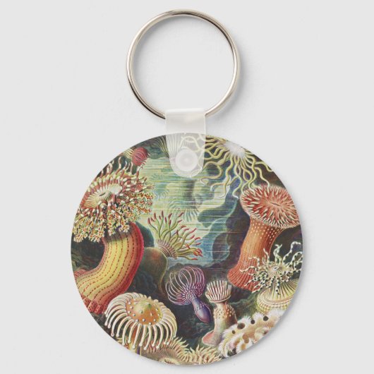 シーアネモネス、Actiniae Seeanemonen Ernst Haeckel キーホルダー (正面)