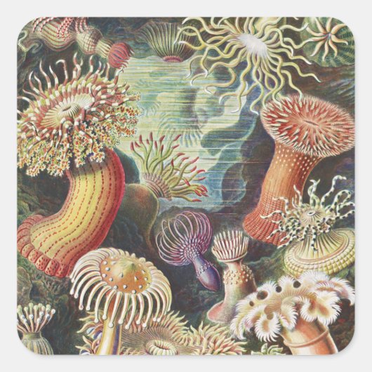 シーアネモネス、Actiniae Seeanemonen Ernst Haeckel スクエアシール (正面)