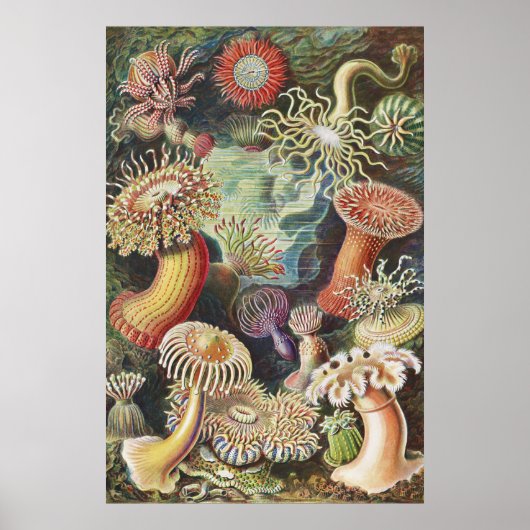 シーアネモネス、Actiniae Seeanemonen Ernst Haeckel ポスター (正面)