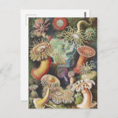 シーアネモネス、Actiniae Seeanemonen Ernst Haeckel ポストカード (正面/裏面)