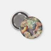シーアネモネス、Actiniae Seeanemonen Ernst Haeckel マグネット (正面/裏面)