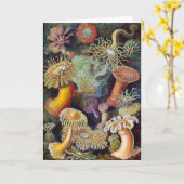 シーアネモネ科学自然海 カード (黄色い花)