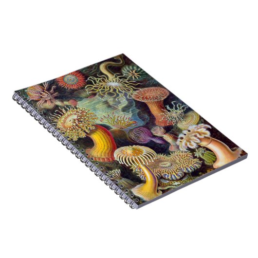 シーアネモネ科学自然海 ノートブック (右側)