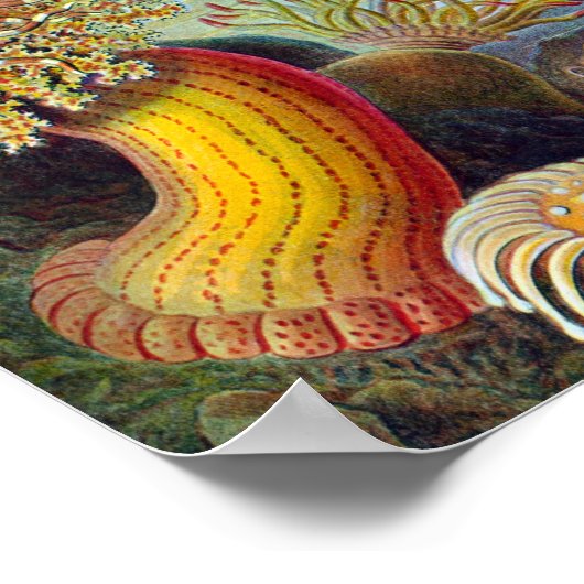 シーアネモネ科学自然海 ポスター (角)