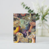 シーアネモネ科学自然海 ポストカード (スタンド正面)