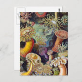 シーアネモネ科学自然海 ポストカード (正面/裏面)