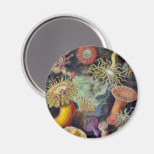 シーアネモネ科学自然海 マグネット (正面/裏面)