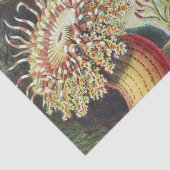 シーアネモネ科学自然海 薄葉紙 (詳細)