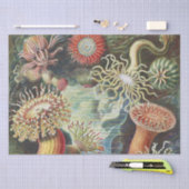 シーアネモネ科学自然海 薄葉紙 (クラフト)