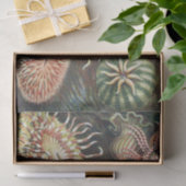 シーアネモネ科学自然海 薄葉紙 (ギフト)