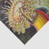 シーアネモネ科学自然海 薄葉紙 (詳細)