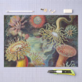 シーアネモネ科学自然海 薄葉紙 (クラフト)