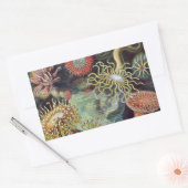 シーアネモネ科学自然海 長方形シール (封筒)