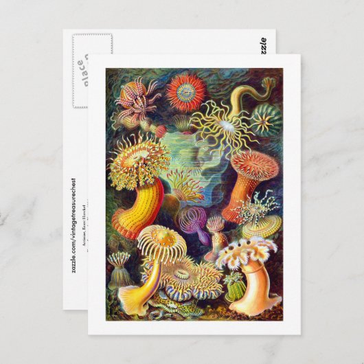 シーアネモントエルンストヘッケルファインアート ポストカード (正面/裏面)