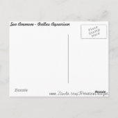 シーアネモン# 1 ポストカード (裏面)