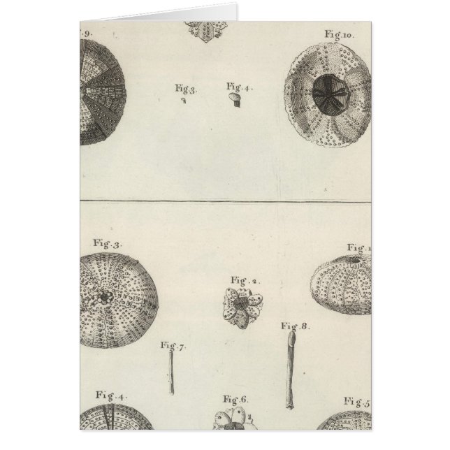 シーウルチンス (正面)