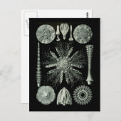 シーウルチンス ポストカード (正面/裏面)