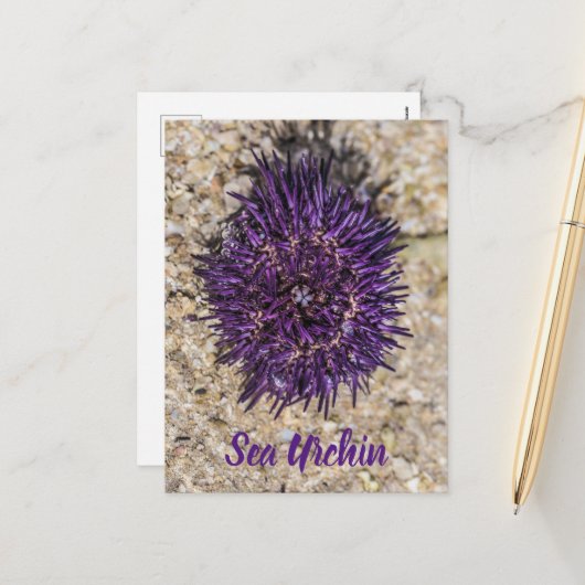 シーウルチン海ビーチホリデーサマーサマースーベリーホテル シーズンポストカード (正面/裏面インサイチュ)