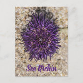 シーウルチン海ビーチホリデーサマーサマースーベリーホテル シーズンポストカード (正面)