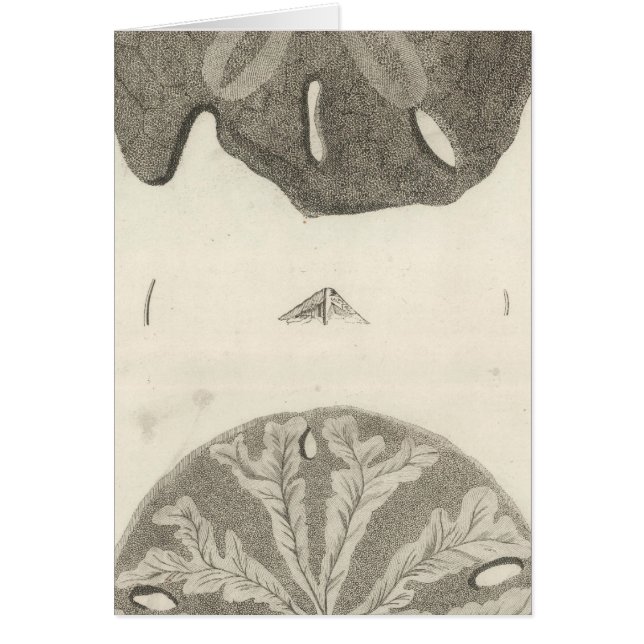 シーウ素晴らしルチンス (正面)