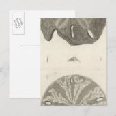 シーウ素晴らしルチンス ポストカード (正面/裏面)