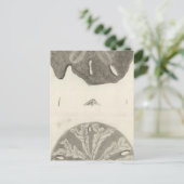 シーウ素晴らしルチンス ポストカード (スタンド正面)