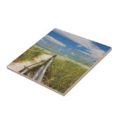 シーオアツユニオラパニキュラータ)ビーチ成長 タイル (側面)