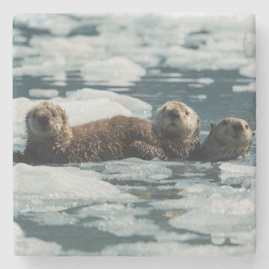 シーオッターファミリー ストーンコースター (正面)