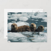 シーオッターファミリー ポストカード (正面/裏面)