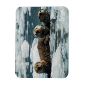 シーオッターファミリー マグネット (縦)